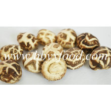 Por debajo de 2 cm secos de flores blancas Shiitake seta